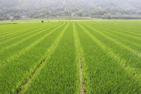 Mô hình sản xuất lúa, cây trồng cạn hiện đại ở Quảng Nam