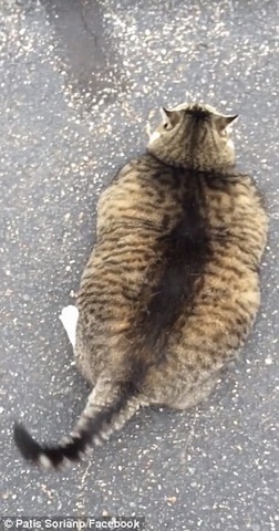 Mèo Mỹ béo phì núng nính cố nằm ngửa mãi không được