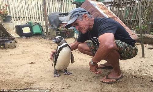Chim cánh cụt lại vượt hơn 8.000 km về thăm ân nhân cứu mạng