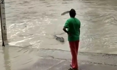 Người phụ nữ dùng dép lê xua đuổi cá sấu