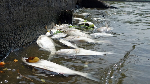 Hà Nội khuyến cáo người dân không ăn cá chết ở Hồ Tây