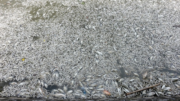 Hà Nội: Điều tra dịch tễ tìm nguyên nhân cá chết