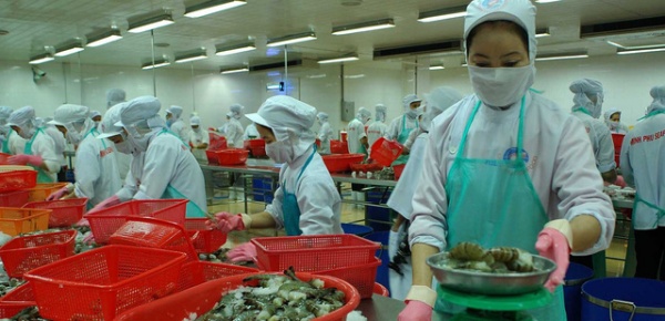 Úc sẵn sàng xem xét nhập khẩu tôm tươi nguyên con của Việt Nam