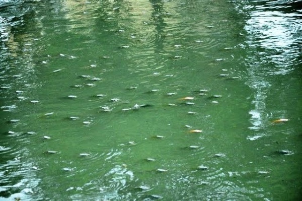 Cá nổi trắng kênh Nhiêu Lộc - Thị Nghè