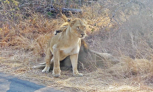Sư tử cái ve vãn con đực giao phối cạnh đường cái