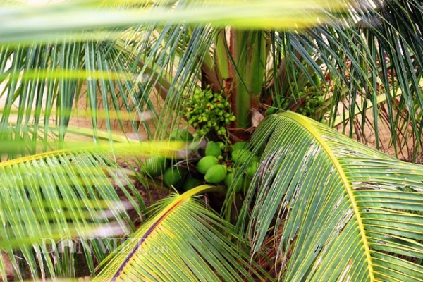 "Quá đã" vườn dừa xiêm lùn siêu ngọt trĩu trái nằm sát biển