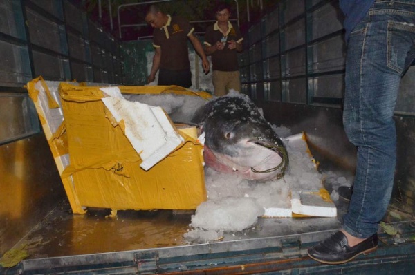 Cá tra nặng hơn 200 kg từ Campuchia về Đà Nẵng