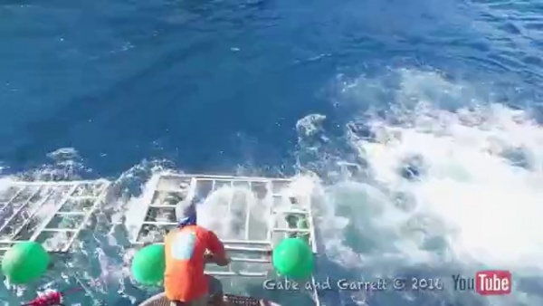 Thợ lặn phát hoảng khi thấy cá mập "nổi điên" lao vào lồng sắt