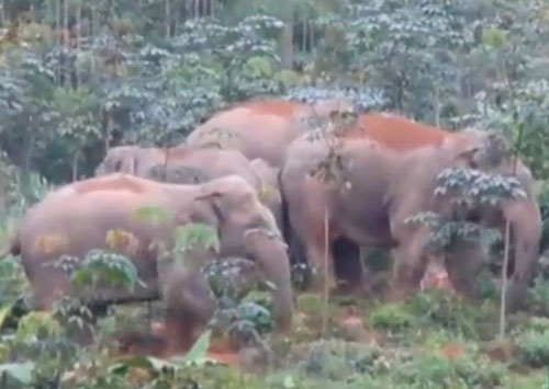 6 voi rừng lại về phá vườn dân ở Nghệ An