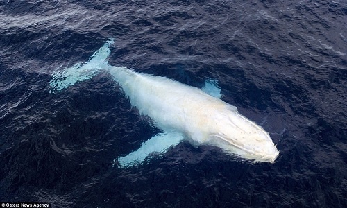 "Cá voi ma" quý hiếm xuất hiện ở vùng biển Australia