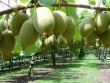 Tự trồng kiwi sai lúc lỉu tại nhà chẳng còn khó tại Việt Nam
