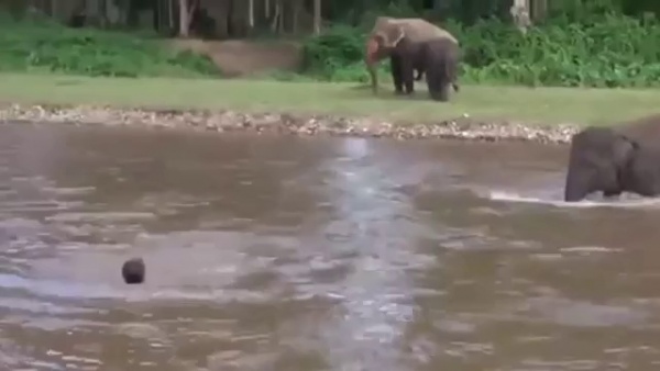 Kỳ diệu khoảnh khắc con voi lao ra sông để cứu huấn luyện viên