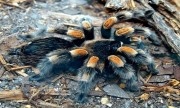 Quá trình vặn vẹo để thoát xác của loài nhện lông lá