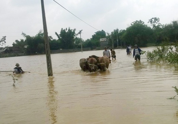 Nghệ An: 5 người chết, mất trắng 468 tỷ đồng vì mưa lũ