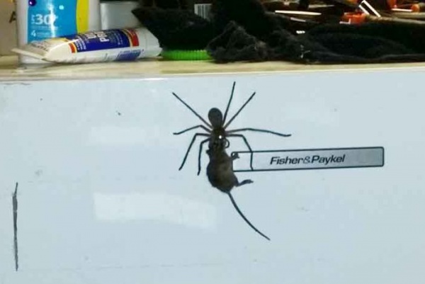Hoảng hốt khi thấy nhện thợ săn khổng lồ tha chuột trên tủ lạnh