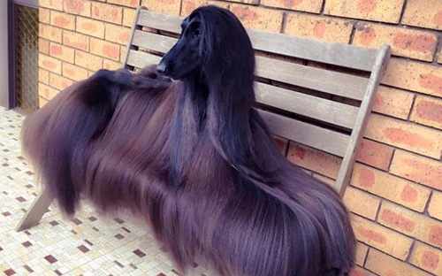 "Hoa hậu chó" gây sốt mạng xã hội với bộ lông dài mượt