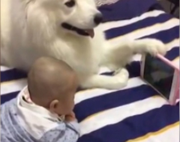 Chó ung dung cầm điện thoại cho bé sơ sinh xem hoạt hình