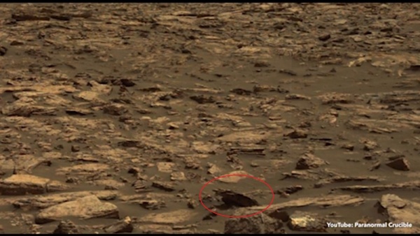 Ảnh của NASA cho thấy xác gấu nâu trên Sao Hỏa?