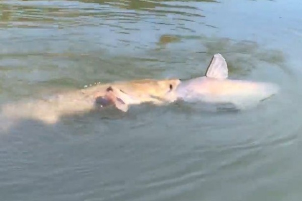 Video: Cá trê "khủng" tham ăn, gang mồm nuốt đồng loại