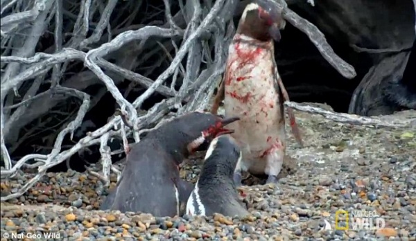 Thấy vợ nằm với bồ, chim cánh cụt tử chiến đẫm máu