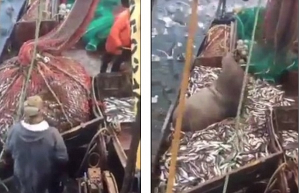 Quăng lưới bắt cá thu về một con sư tử biển 3 tạ