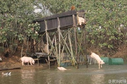 Lão nông cho lợn nhảy cầu tập bơi để... tăng độ ngon của thịt