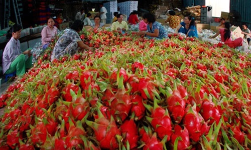 Phạt 1 thương lái Trung Quốc mua thanh long trái phép