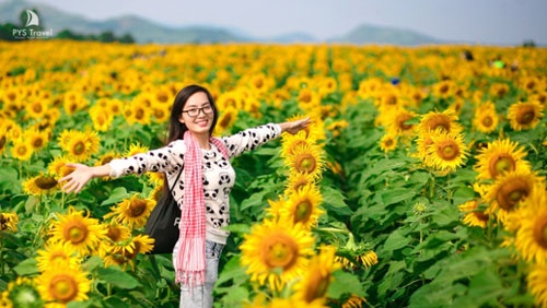 Lễ hội hoa hướng dương lần đầu tiên tại Nghệ An
