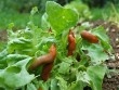 6 mẹo cực đơn giản giúp xóa sổ ốc sên khỏi vườn rau sạch