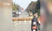 Xe cộ dừng nhường hàng nghìn con vịt qua đường