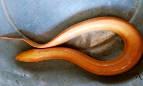 Nông dân phát hiện lươn vàng "khủng" dài 0,6 m