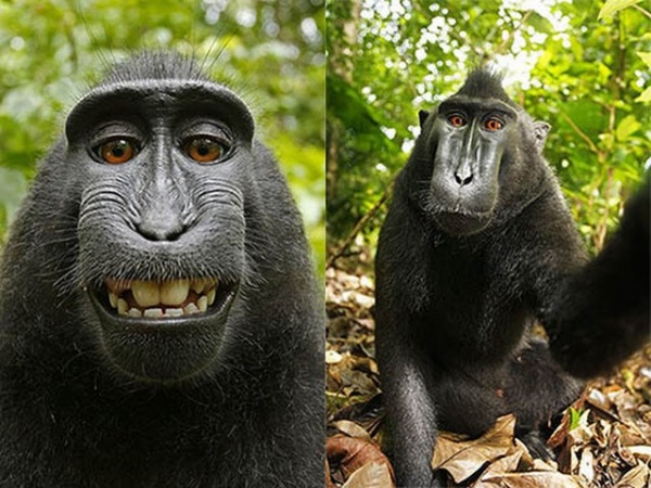 Loài khỉ kì lạ cứ thấy máy ảnh là cười toe, tạo dáng