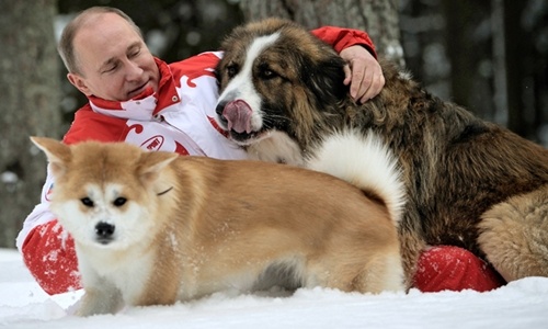 Nhật Bản tính tặng chó cho Tổng thống Putin, Nga từ chối