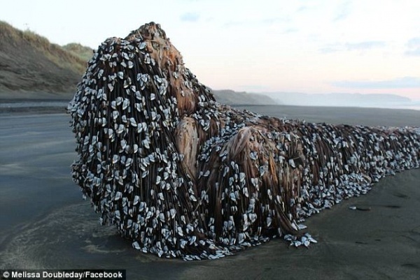 Vật thể khổng lồ bí ẩn dạt vào bờ biển New Zealand