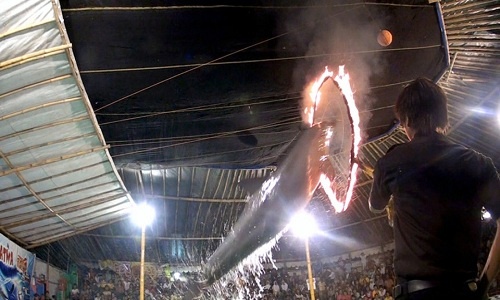 Cá heo bị ép nhảy qua vòng lửa gây phẫn nộ ở Indonesia