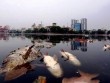 Công bố 4 nguyên nhân cá chết hàng loạt tại các hồ ở Hà Nội