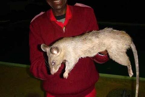 Bé 3 tháng tuổi ở Nam Phi bị chuột khổng lồ ăn thịt