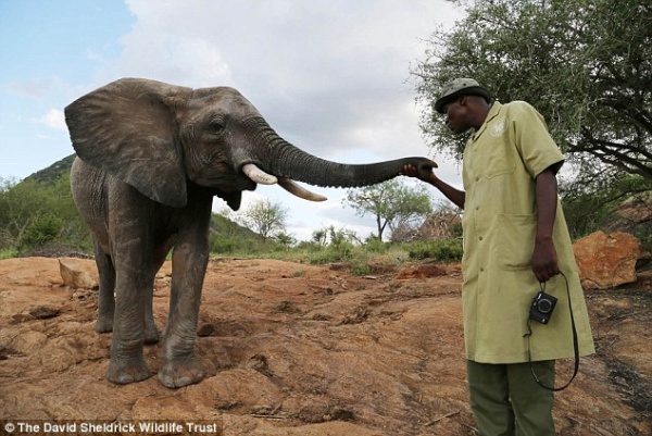 Người đàn ông Kenya ngủ cùng 60 con voi mồ côi
