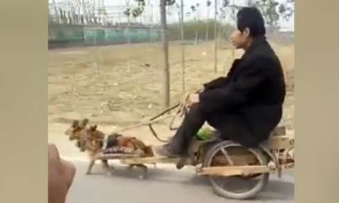 Xe chó kéo chỉ có ở Trung Quốc