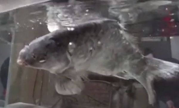 Video: Cá chép đóng băng sống lại khi cho vào nước