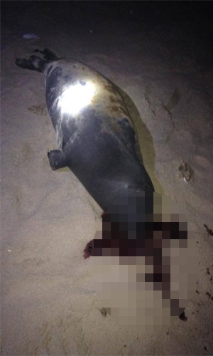 Hải cẩu ở Bình Thuận bị đánh chết gây phẫn nộ cộng đồng