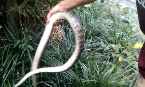 Hàng chục con rắn hổ mang cuộn tròn dưới mái tôn