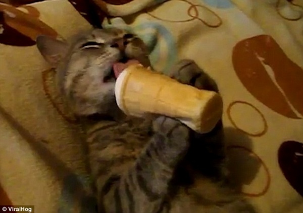 Mèo nằm ườn cầm kem ốc quế liếm khoái trá như người