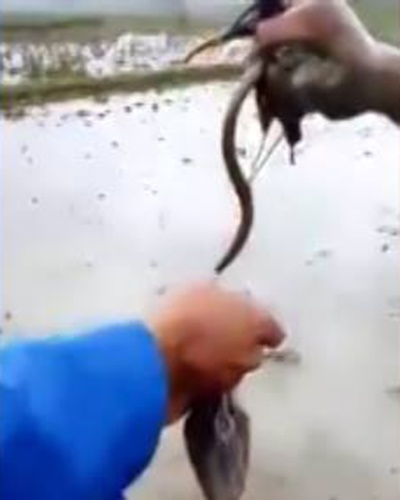 Người nông dân thọc tay bắt 60 con lươn trốn dưới ruộng bùn