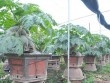 Đu đủ bonsai tán siêu độc tiền triệu hút hàng trước Tết