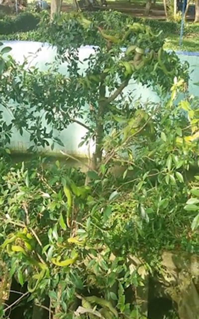 Hàng chục con rắn hổ lục quấn nhau trên cây si