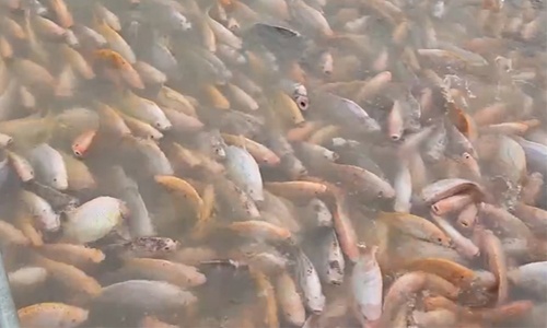 Hàng nghìn con cá điêu hồng vùng vẫy trong bè nước ở Hải Dương