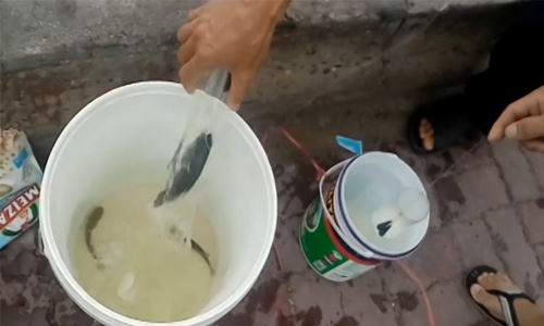 Tuyệt chiêu câu cá bằng chai nhựa và bột mì ở Vũng Tàu