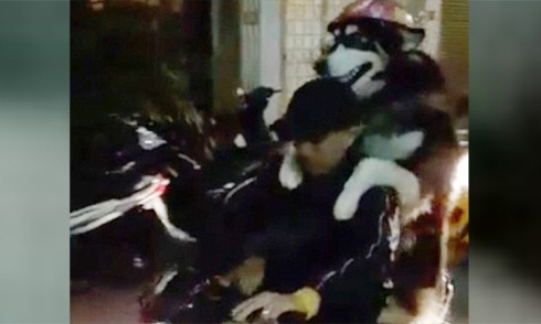 Chó đi xe máy đội mũ bảo hiểm ở Việt Nam lên báo nước ngoài