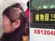 Bị giật đứt cả mảng tóc trên xe buýt vì nói chuyện điện thoại quá to